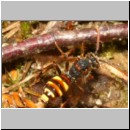 Nomada panzeri - Wespenbiene w01a 6-7mm - Halen Waldgebiet TUEP det.jpg